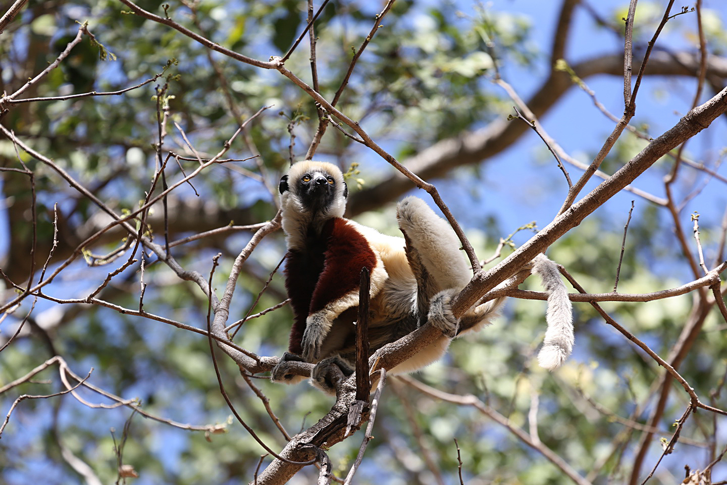 http://users.uoa.gr/~kgaze/images/Kosmas_Gazeas_Madagascar_11r.jpg