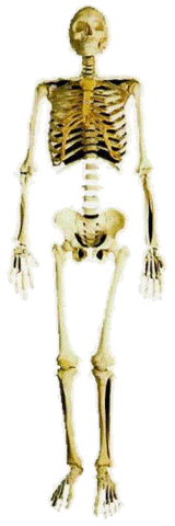 http://users.uoa.gr/~nektar/orthodoxy/tributes/remembrance_of_death/skeleton.gif