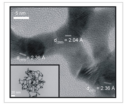 Au Nanowire Networks
