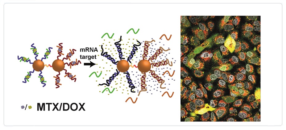 ACS Nano 2018 DNA-Gold Nanoparticle Dimers