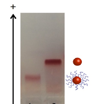 Investigating the stability of DNA-coated gold nanoparticles