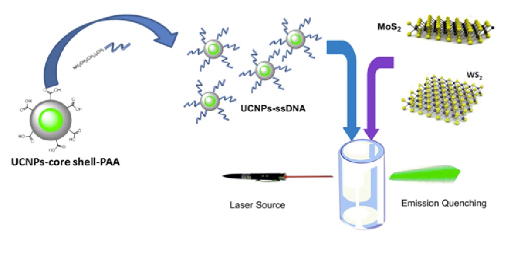Interactions of DNA coated upconversion nanoparticles with 2D materials