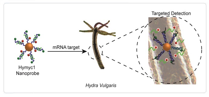 ACS Applied Materials & Interfaces 2019 Hydra