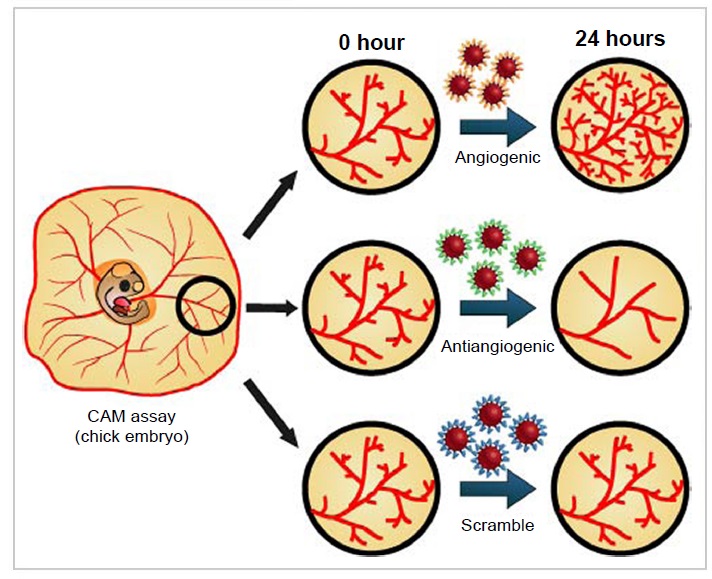 Peptide-coated gold nanoparticles