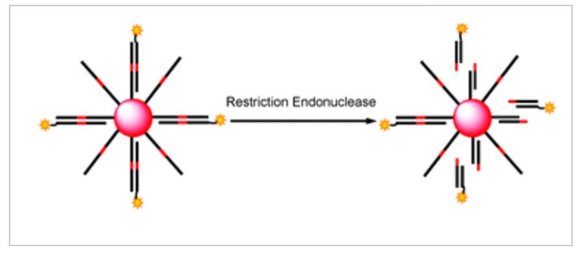 Enzymatic DNA Processing on Gold Nanoparticles
