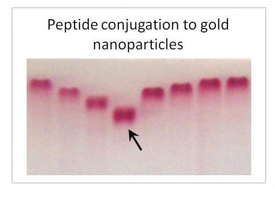 Peptide Functionalized Gold Nanoparticles