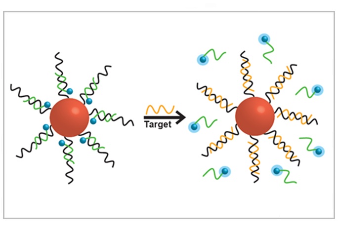 Gold nanoparticles and fluorescent DNA