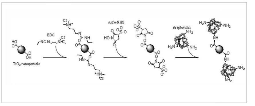 TiO2 Nanoparticles as Soft X-ray Molecular Probe