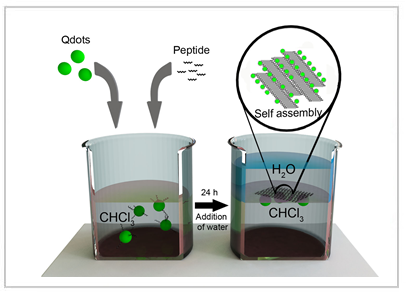 Quantum dots on peptide nanostructures