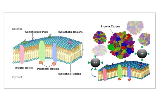 Nanoparticles and cellular membranes