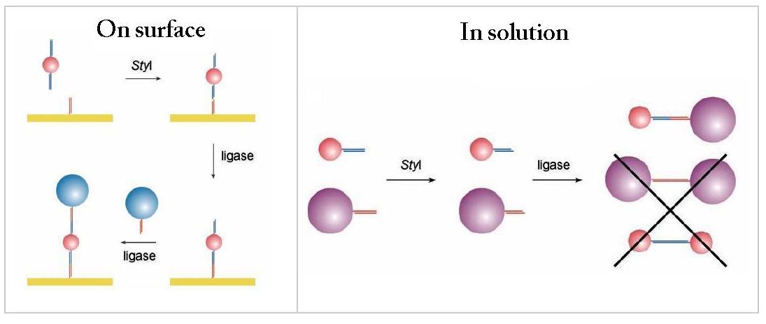 Site-Specific Ligation of DNA-Modified Gold Nanoparticles