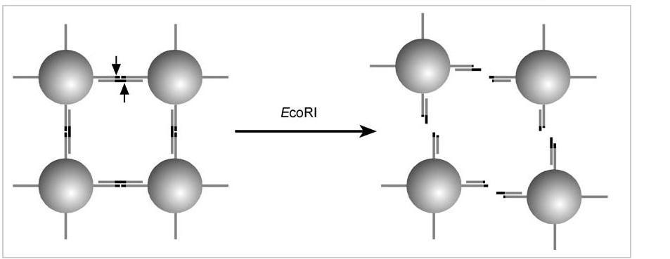 Enzymatic Disassembly of DNA Gold Nanostructures