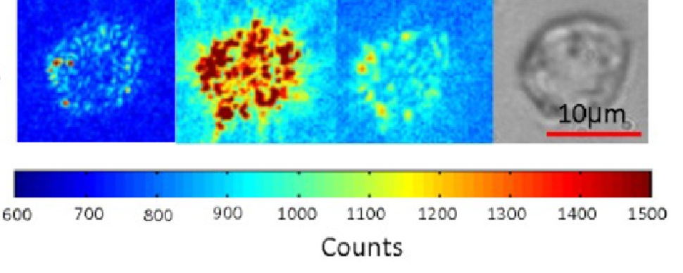 Single-nanoparticle detection and spectroscopy in cells using a hyperspectral darkfield imaging technique