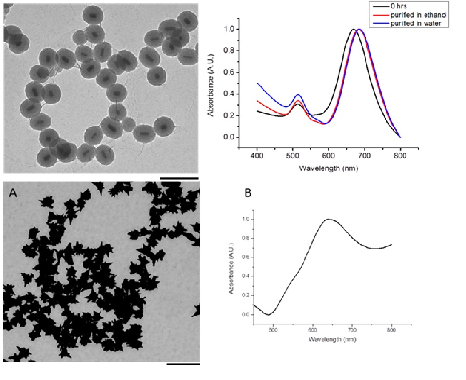 Functionalized Nanoparticles and Applications