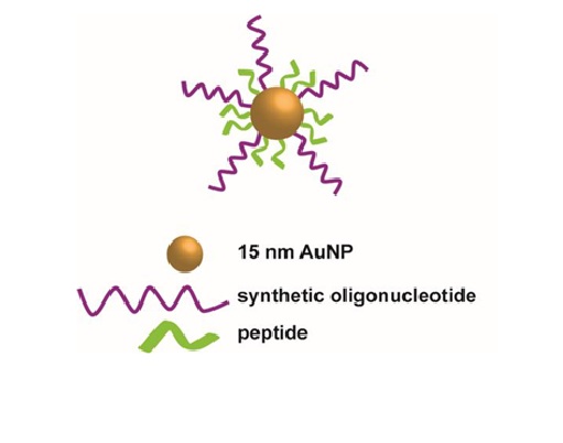 Engineering functional nanoparticles for delivery in cells