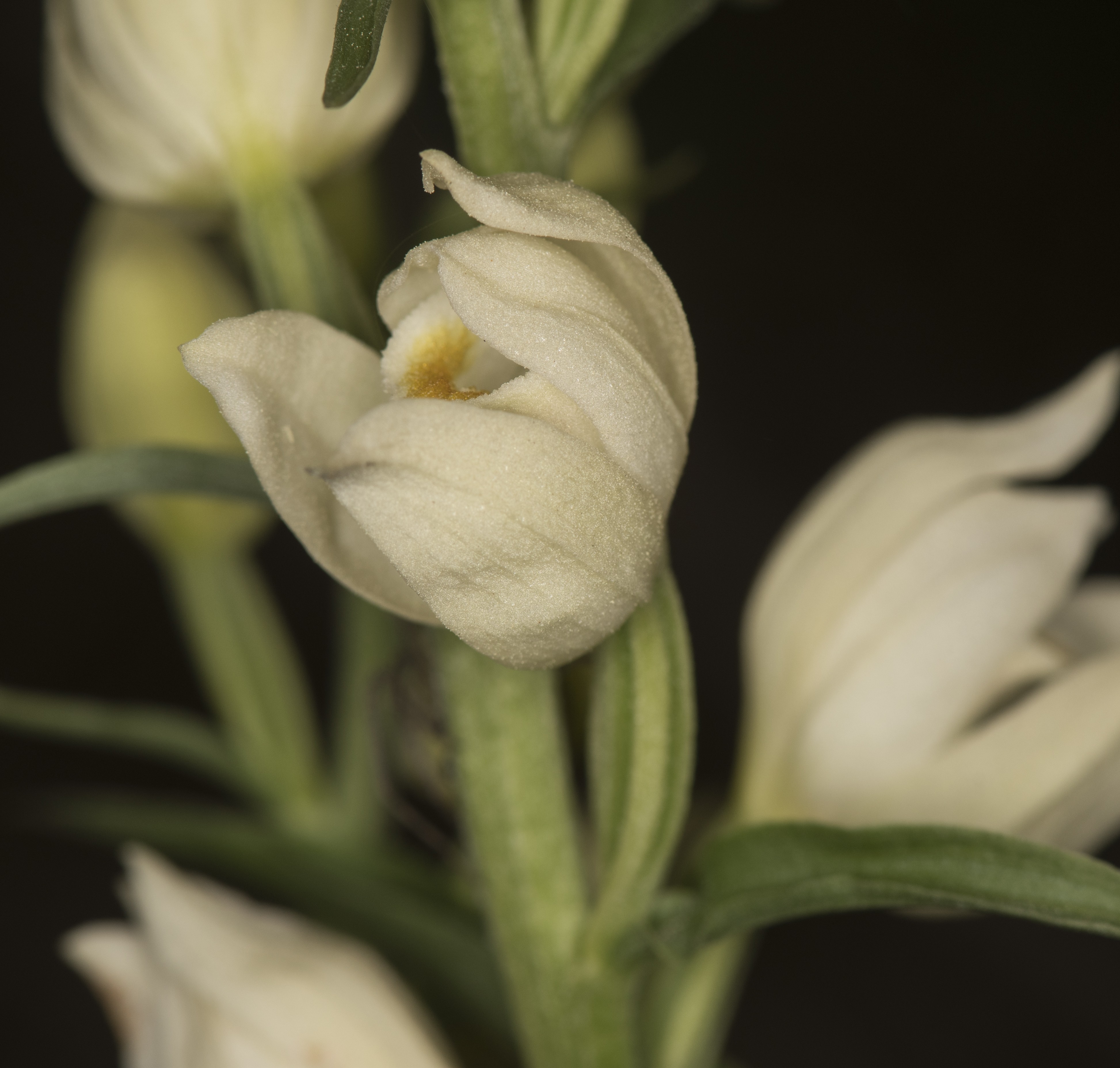 Cephalanthera damasonium
