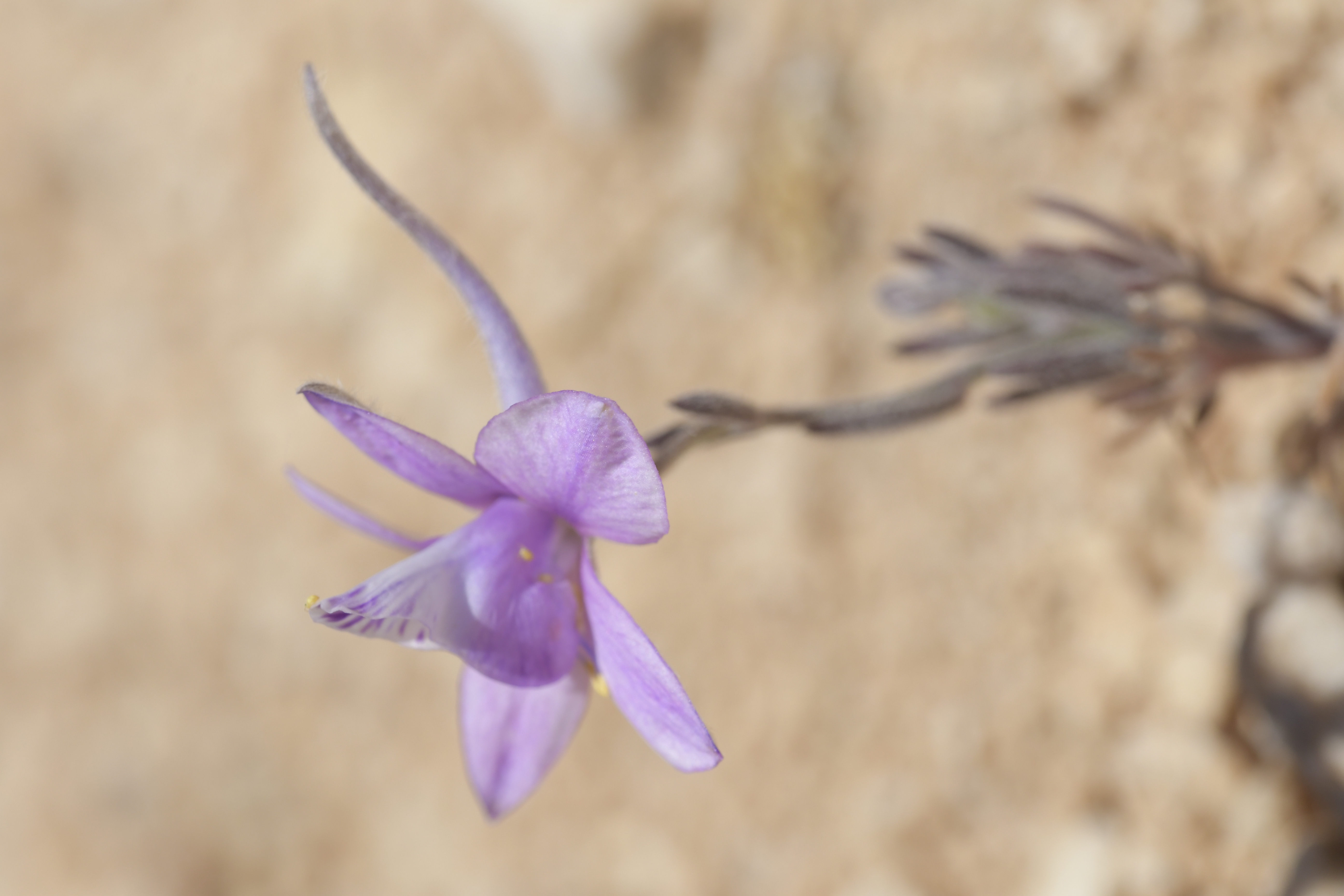 Veronica oetaea in situ