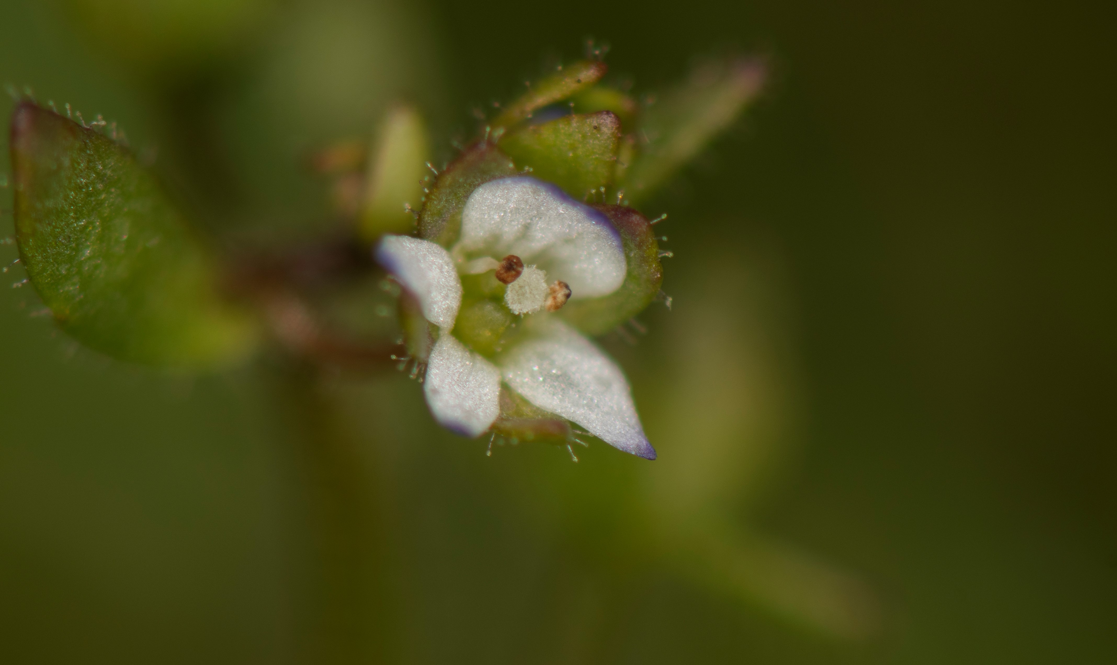 Veronica oetaea in situ